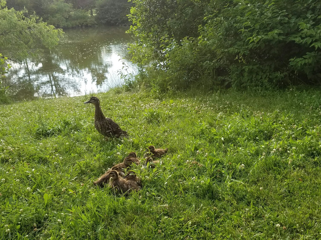Flick Park-格伦维尤必去景点