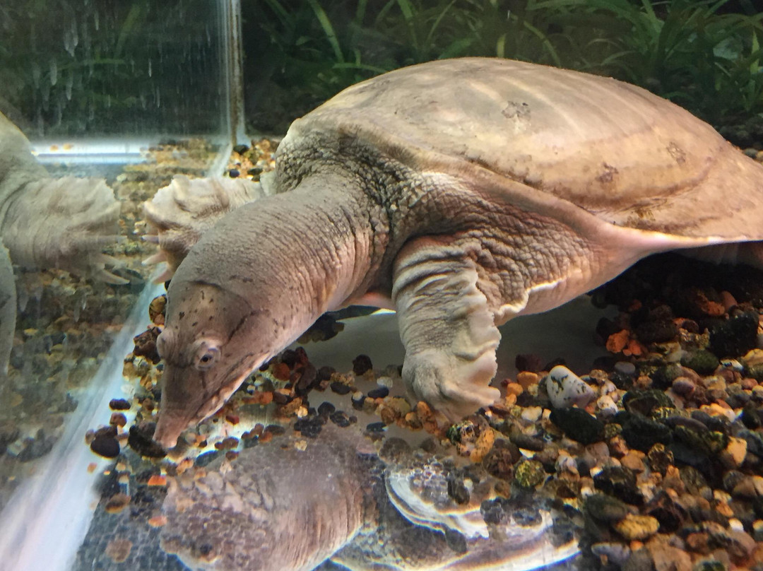 Fishes of Amur River Museum-哈巴罗夫斯克必去景点