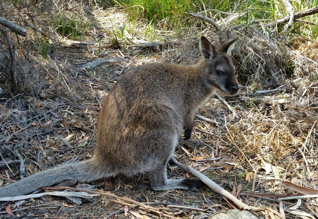 Taroona餐馆和美食-The Blue Strawberry