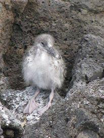 Galapagos For You-阿约拉港必去景点