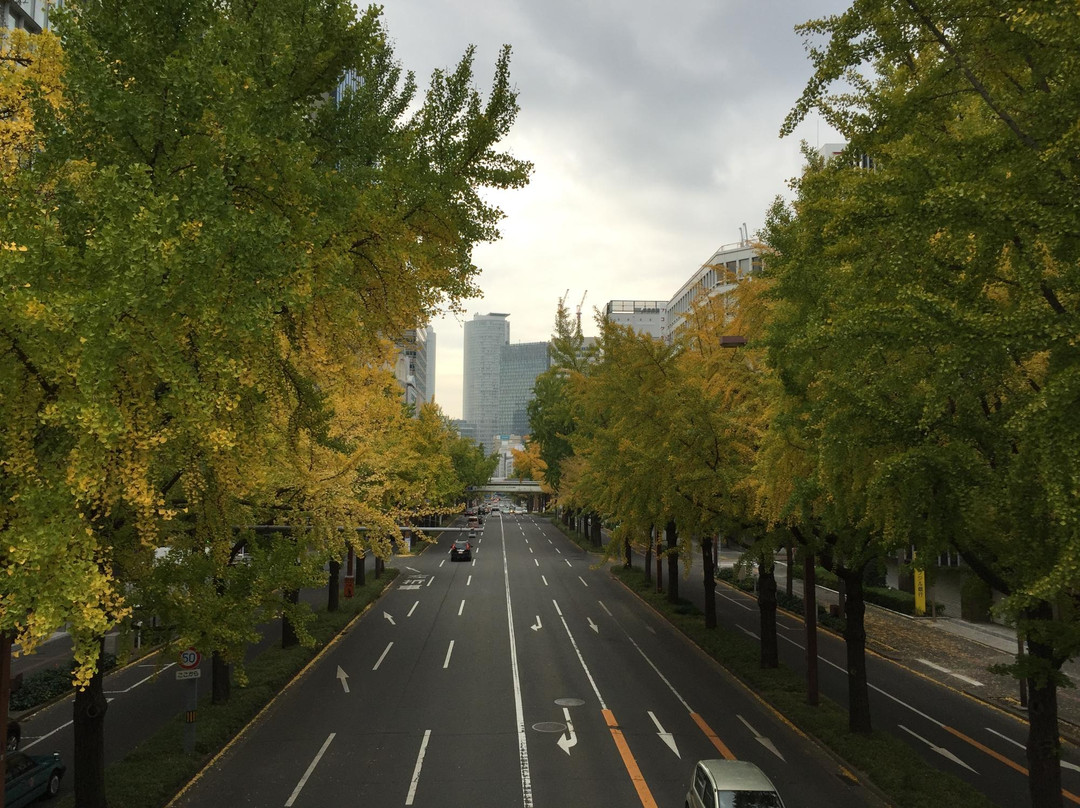 Sakura Avenue Lined with Ginkgo Tree-Naka必去景点