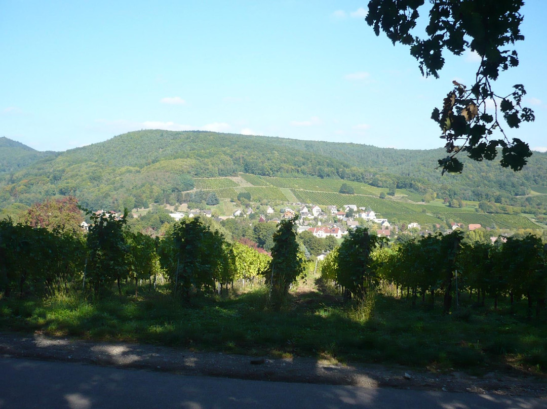 Domaine Viticole de la Ville de Colmar-科尔马必去景点