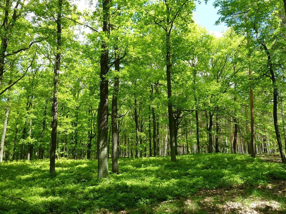 Naturpark Niederlausitzer Heidelandschaft景点图片