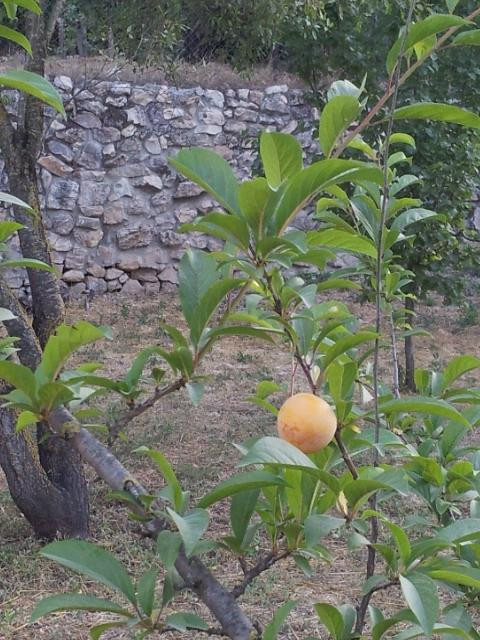 Yellin House at Motza-耶路撒冷必去景点