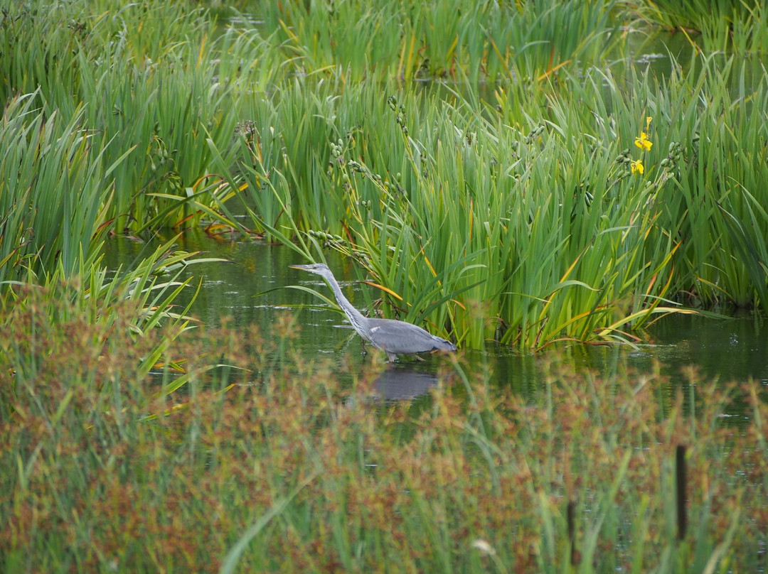 Rodley Nature Reserve-利兹必去景点
