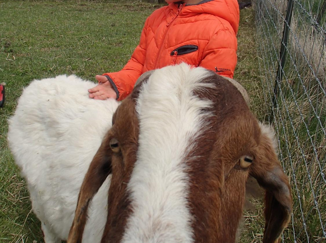 Sunrise Animal Sanctuary-马里斯维尔必去景点