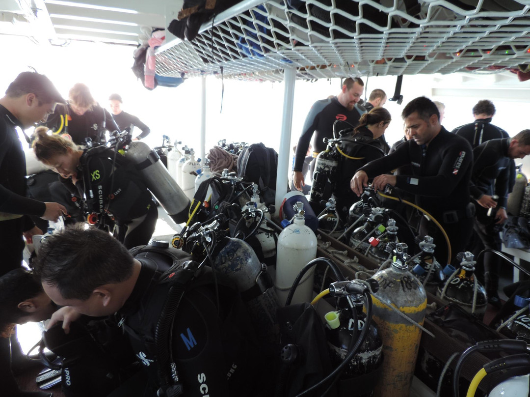 Dolphin Dive Fremantle-弗里曼特尔必去景点