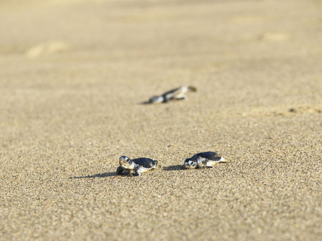 Sukamade Beach-巴纽旺宣必去景点
