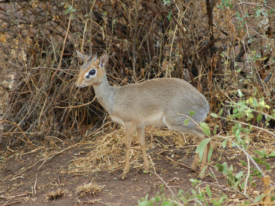 Oltepesi African Adventures-莫西必去景点