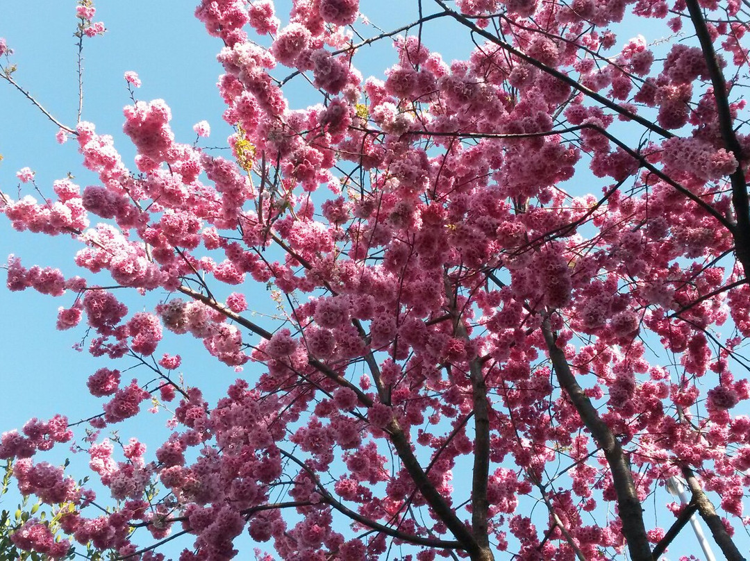 桃花故里-成都必去景点