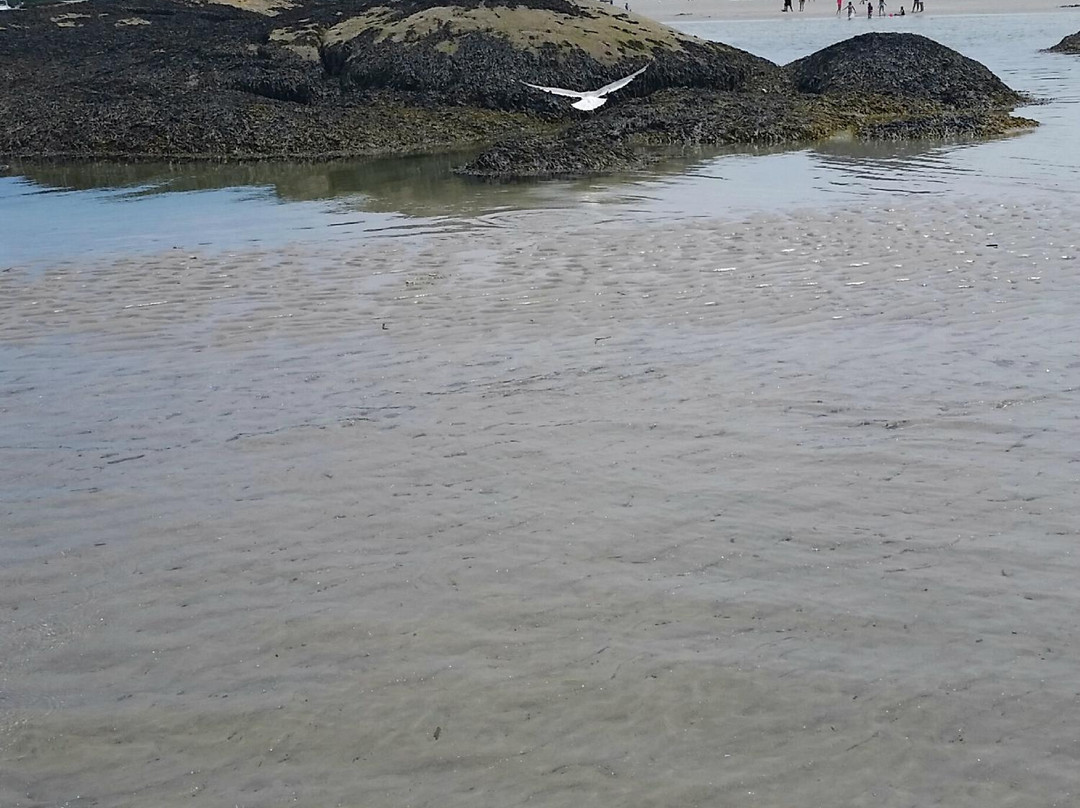 Wingaersheek Beach景点图片