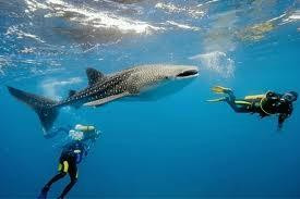 Oslob Whalesharks-奥斯洛布必去景点