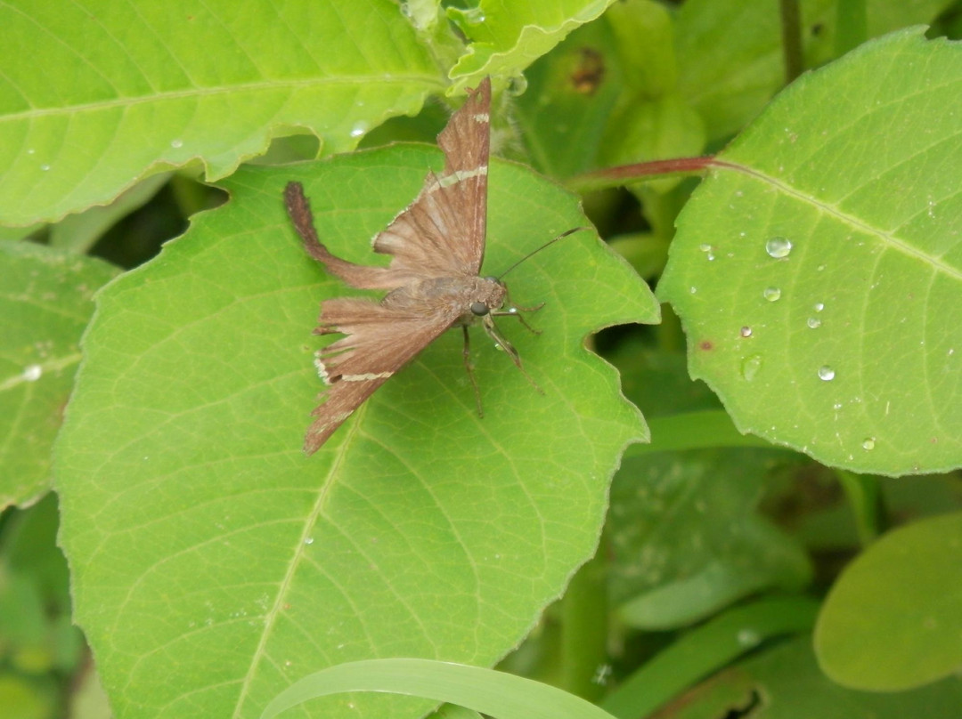 Jungle Butterfly Farm景点图片