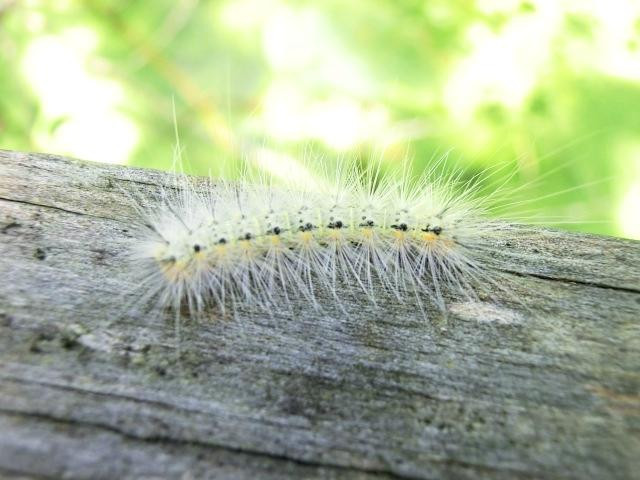 Osceola Schools Environmental Study Center-基西米必去景点