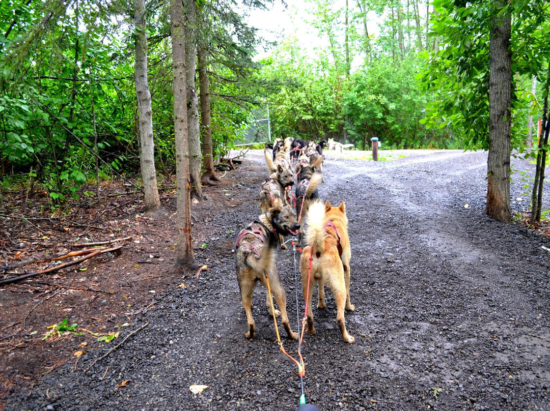 Iditarod Trail Sled Dog Race-安克雷奇必去景点