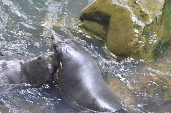 奥豪溪畔漫步之旅-Kaikoura必去景点