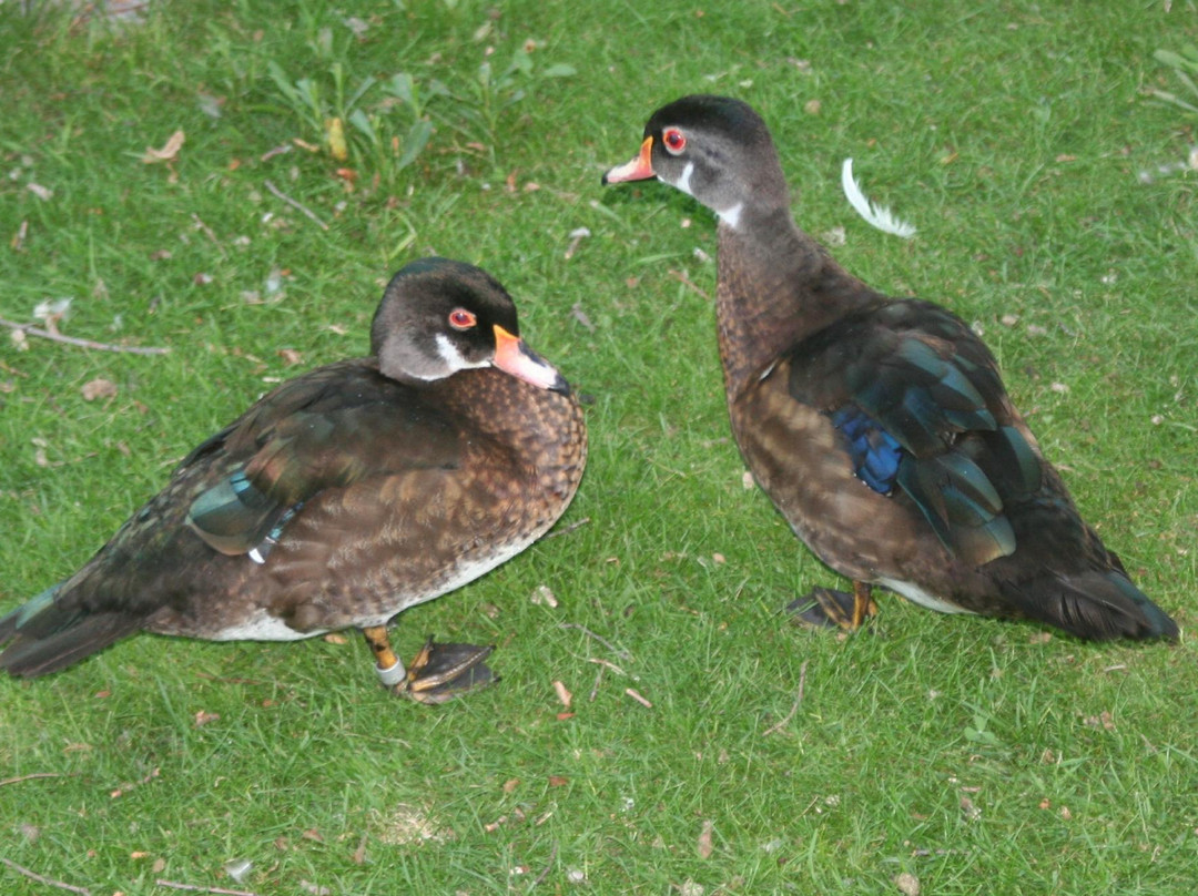 Zootah At Willow Park景点图片