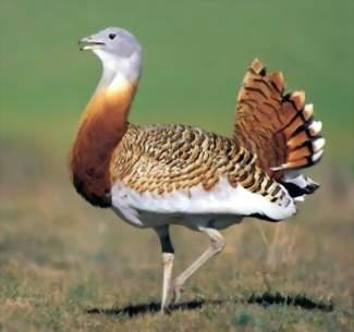 Hungarianbirdwatching.com Day Tours-布达佩斯必去景点