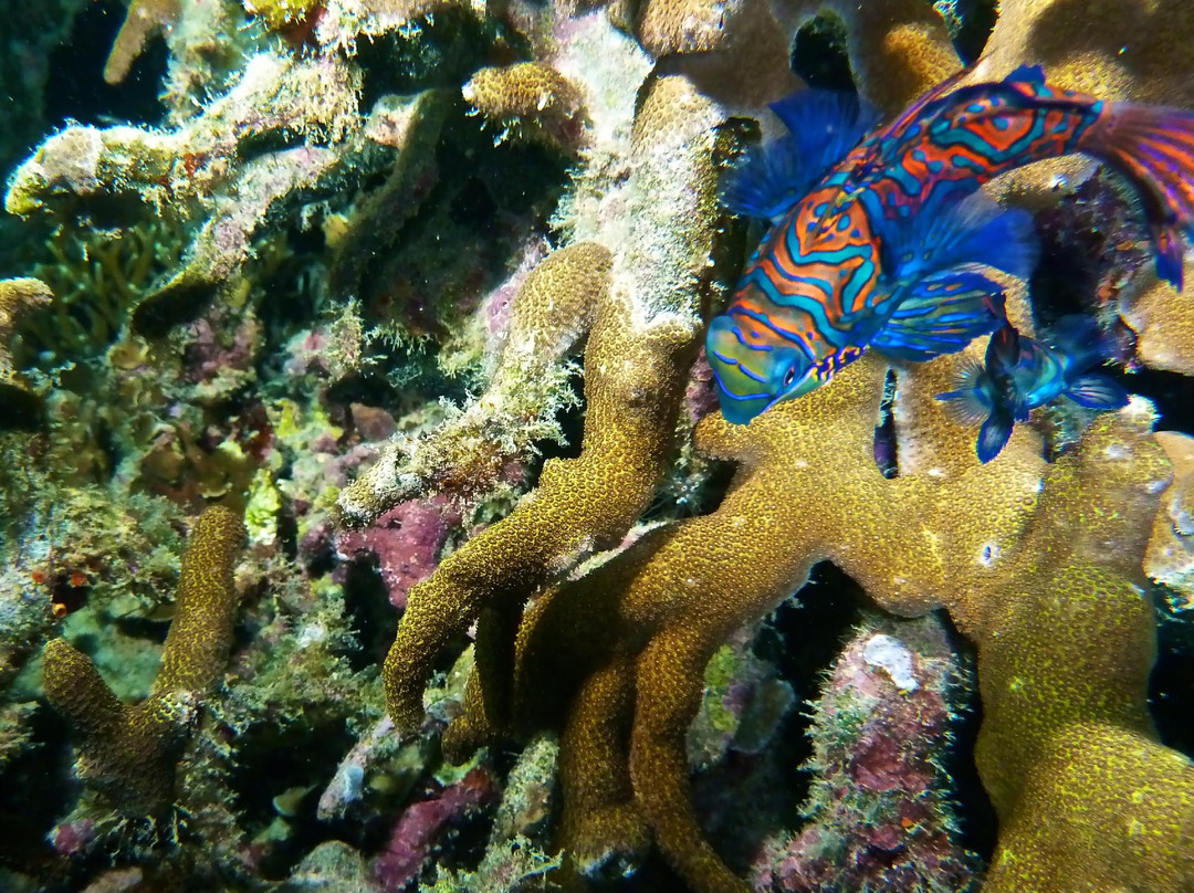 Buceo Malapascua-妈妈拍丝瓜岛必去景点