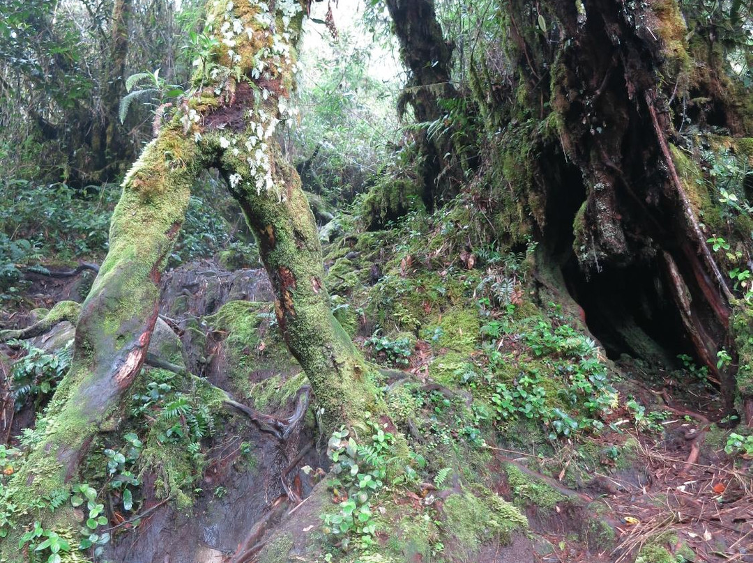 Cameron Highlands Jungle Trail No. 1景点图片