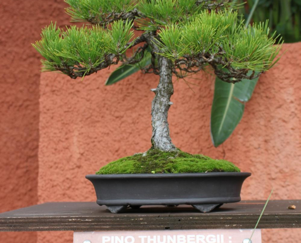 Bonsai Garden Museum景点图片