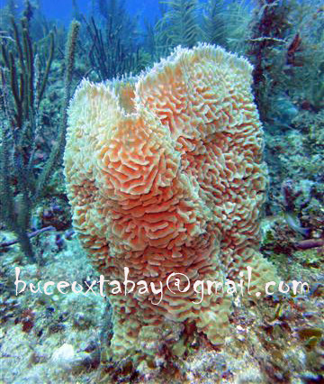 Buceo Xtabay-从莫雷洛斯港必去景点