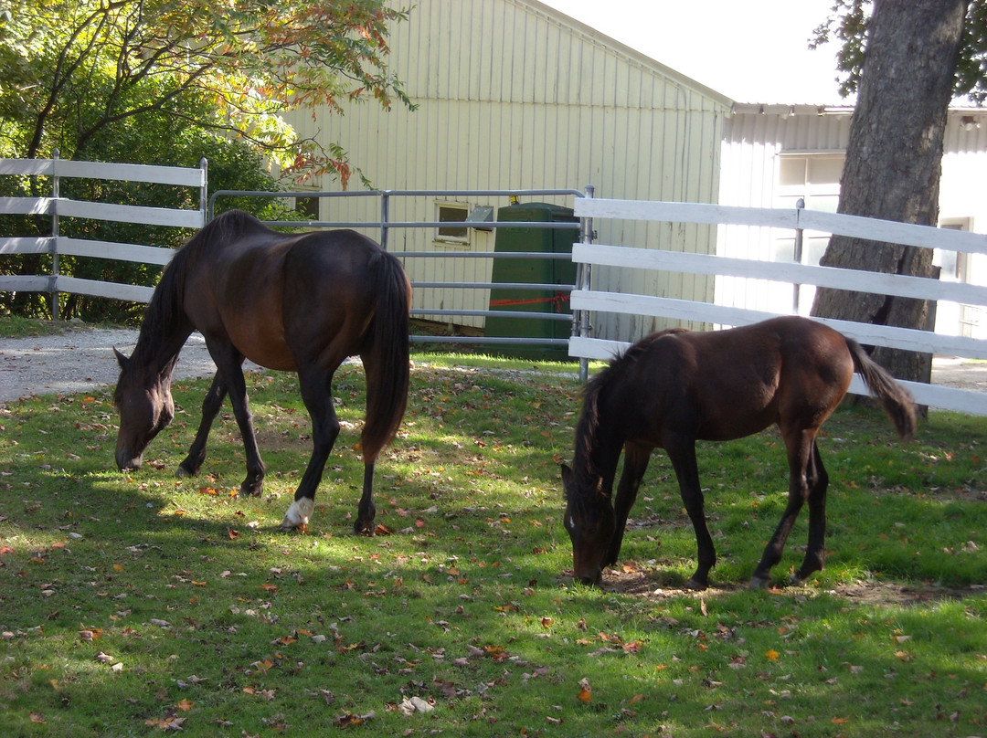 UVM Morgan Horse Farm-Middlebury必去景点