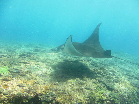 Bali Bubbles Dive Center-甘地达萨必去景点