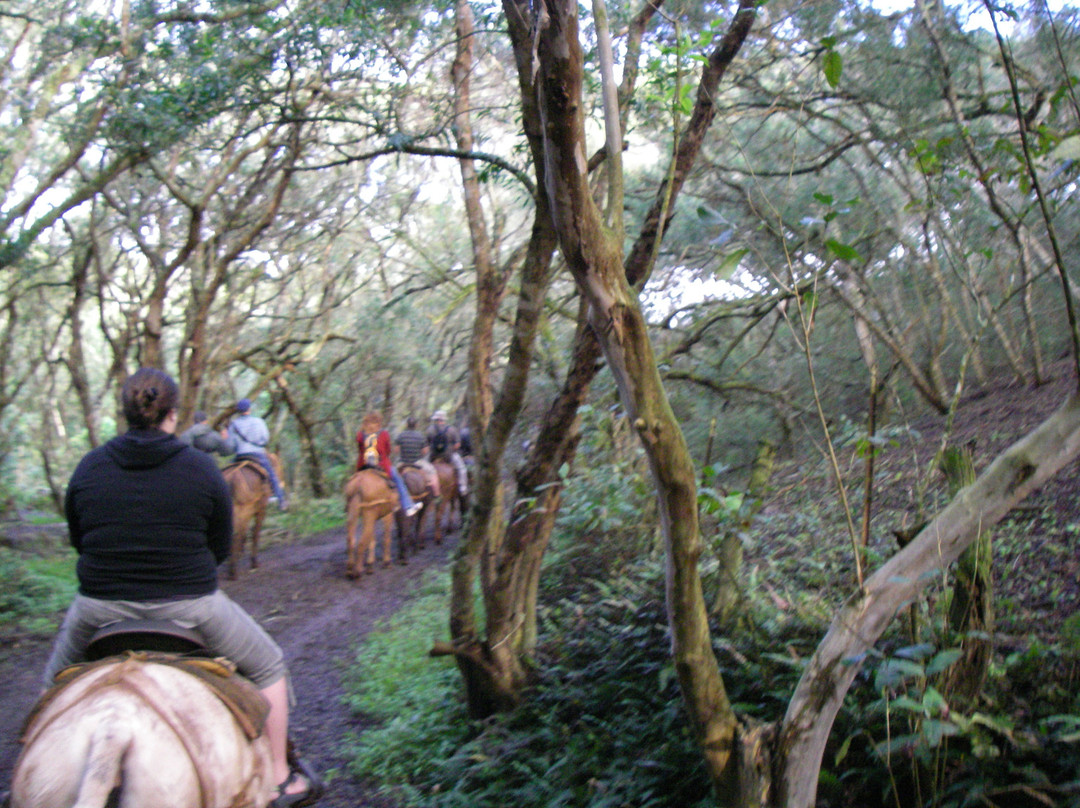 Molokai Mule Ride-卡劳帕帕必去景点