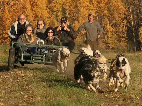 天狼星雪橇狗和极光之旅-费尔班克斯必去景点