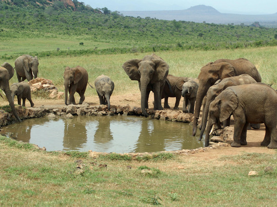 Kenya Expresso Tours and Safaris-内罗毕必去景点