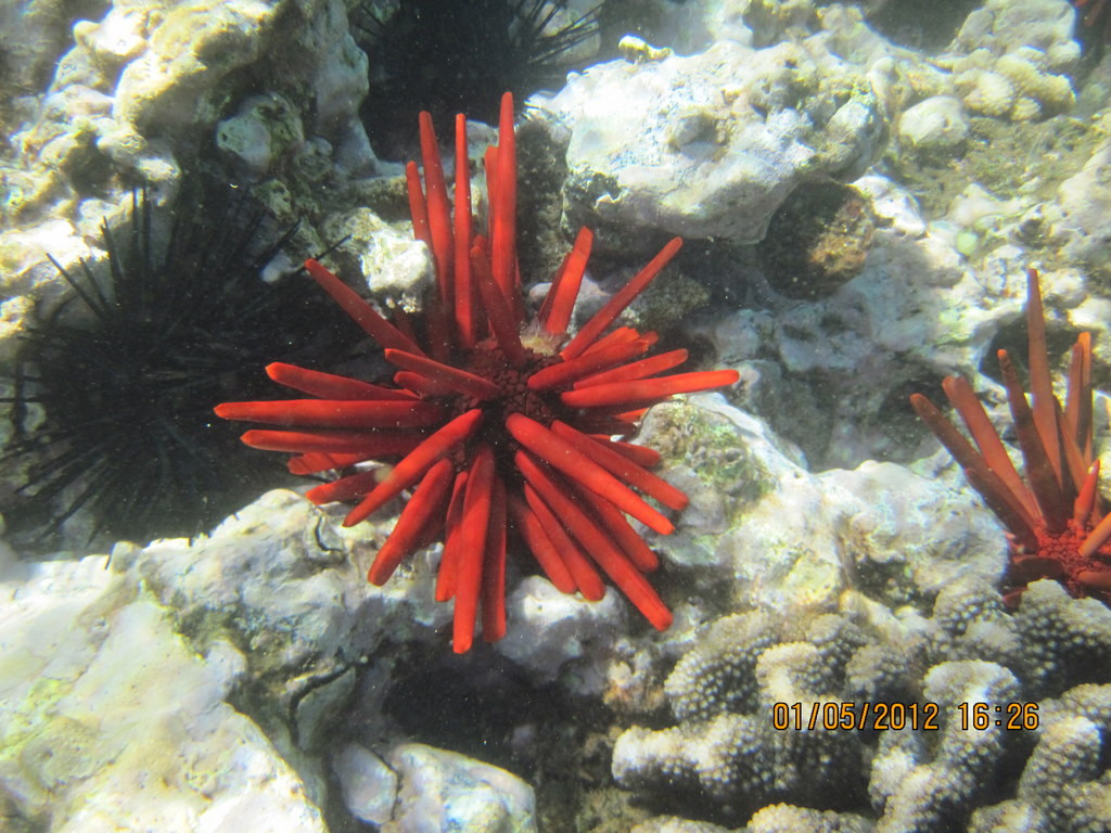 卡玛乐沙滩公园3-基黑必去景点