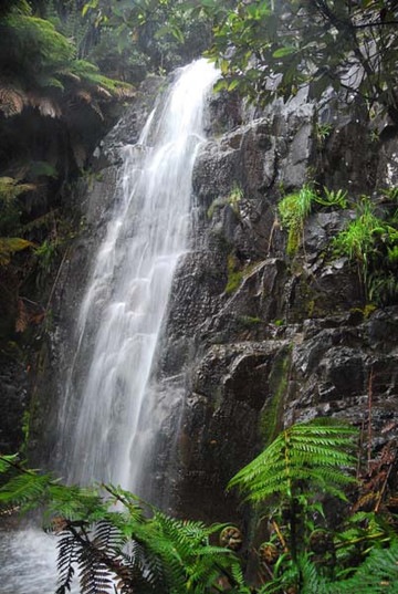 Myrtle Forest-霍巴特必去景点