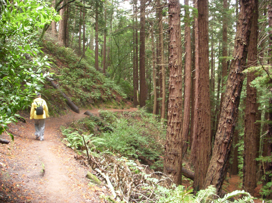 谬尔红杉森林-米尔谷必去景点