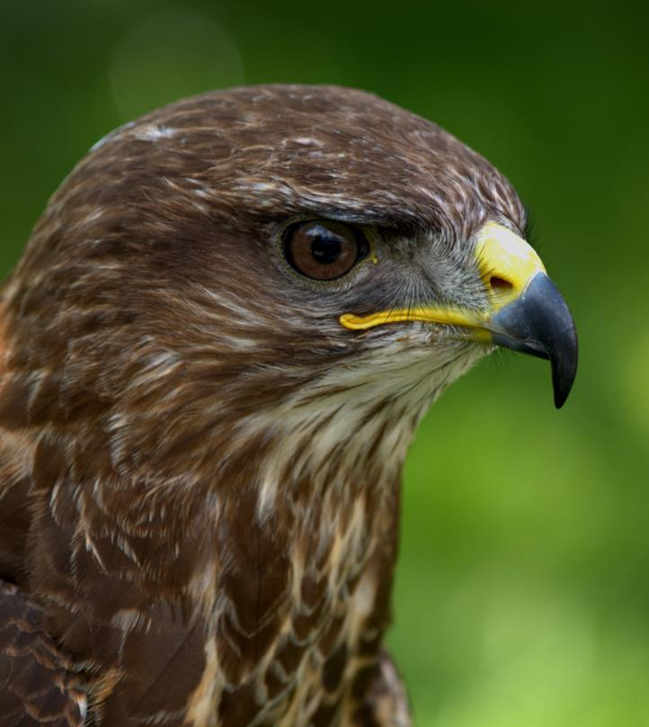Fallowfields Falconry-Longworth必去景点