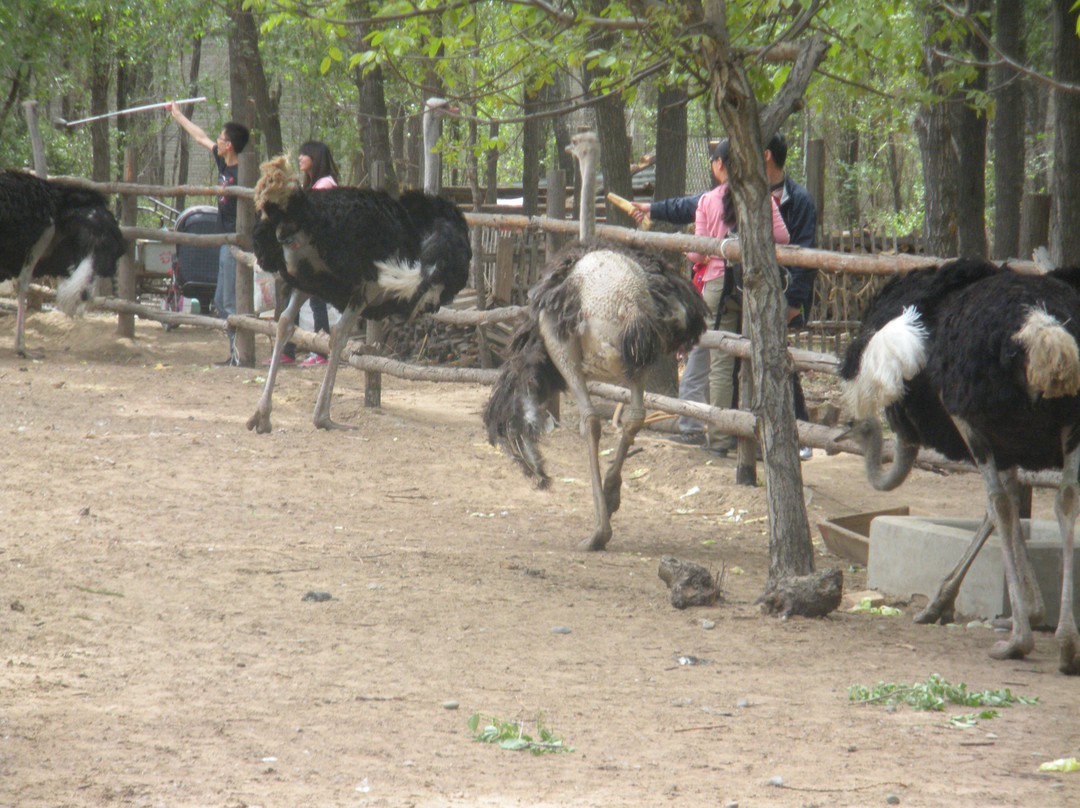 北京野生动物园-北京市必去景点