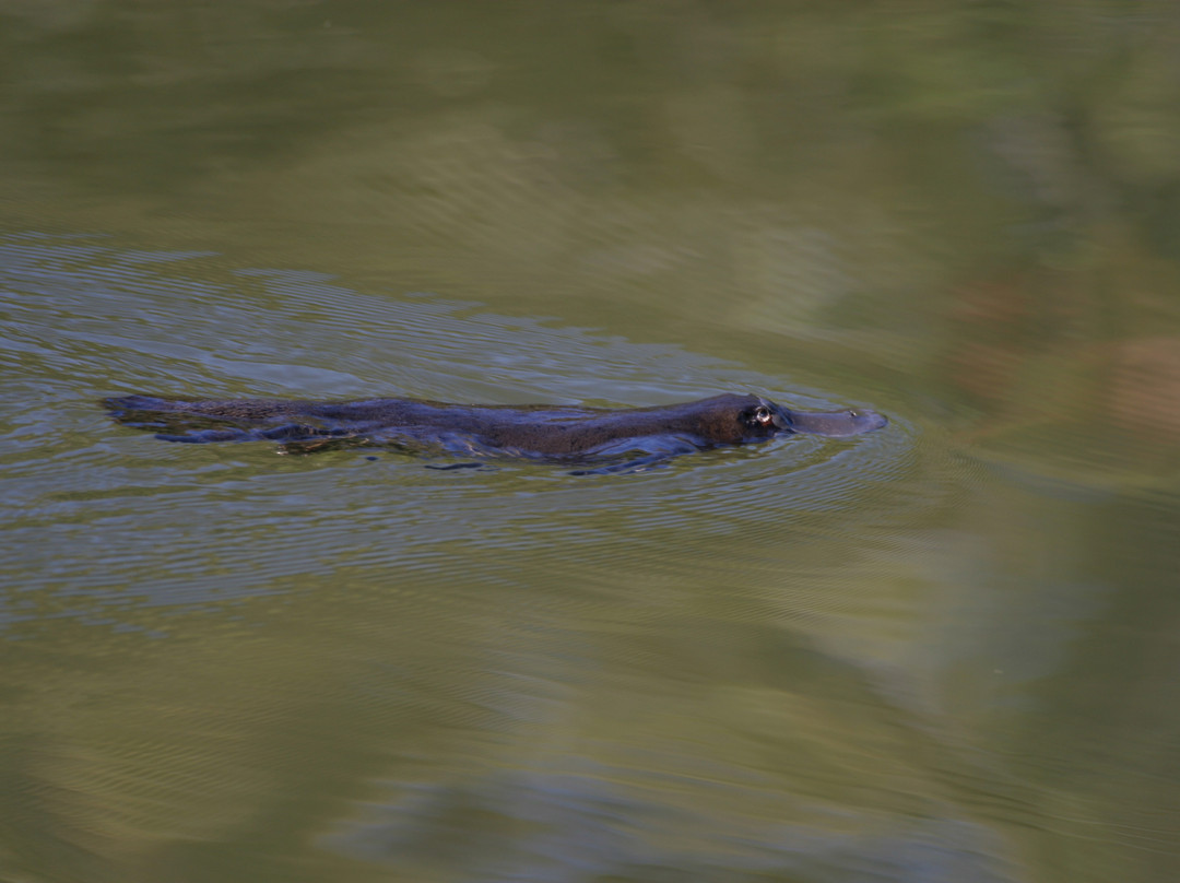 The Australian Platypus Park at Tarzali Lakes-马兰达必去景点