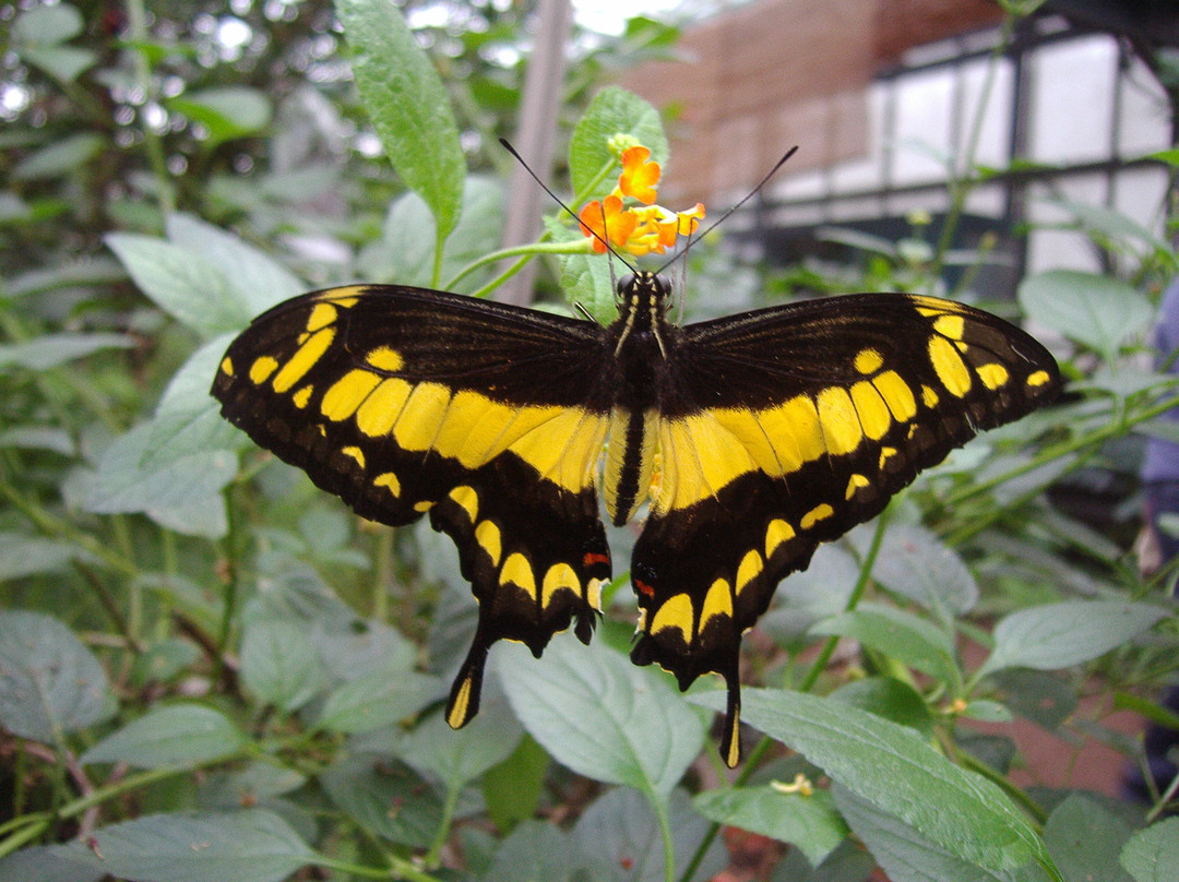 Jardin des Papillons景点图片