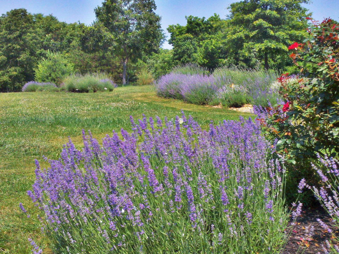 Blooming Hill Lavender Farm景点图片