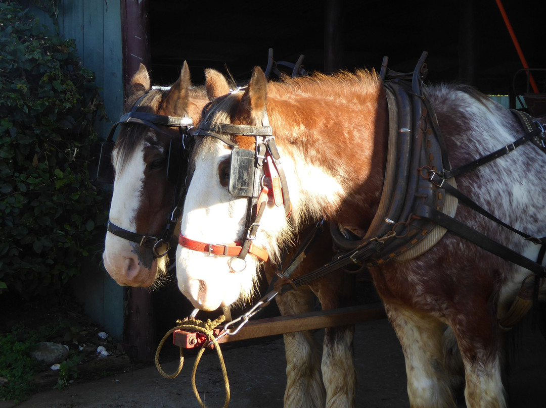Culla & Co Horse & Carriage Tour景点图片