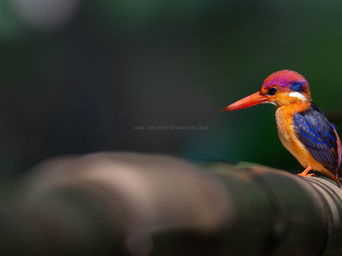 Ceylonicus Adventure