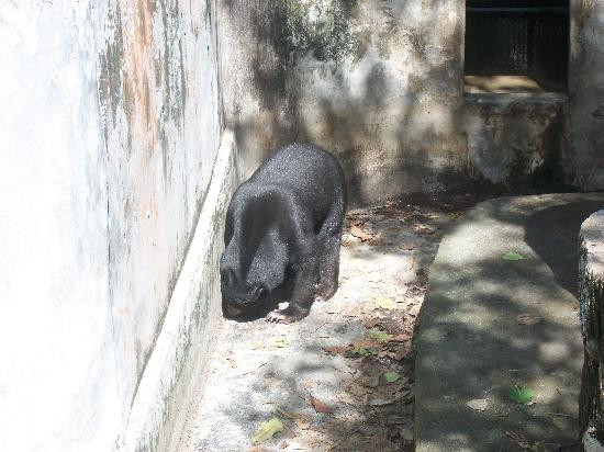 普吉岛动物园-普吉岛必去景点
