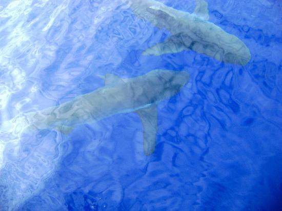 北岸鲨鱼历险记-哈雷瓦必去景点
