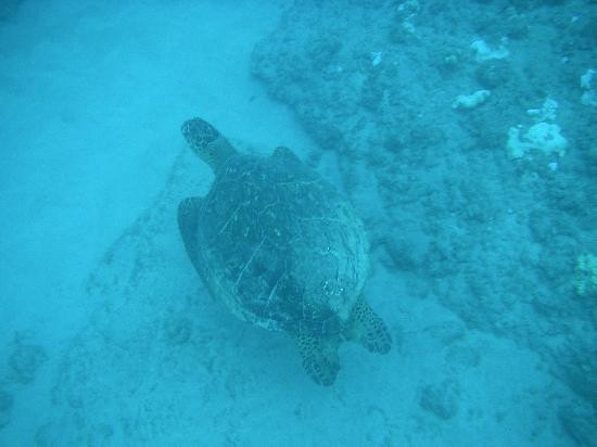 Hawaii Nautical - Maui-玛阿拉也亚必去景点