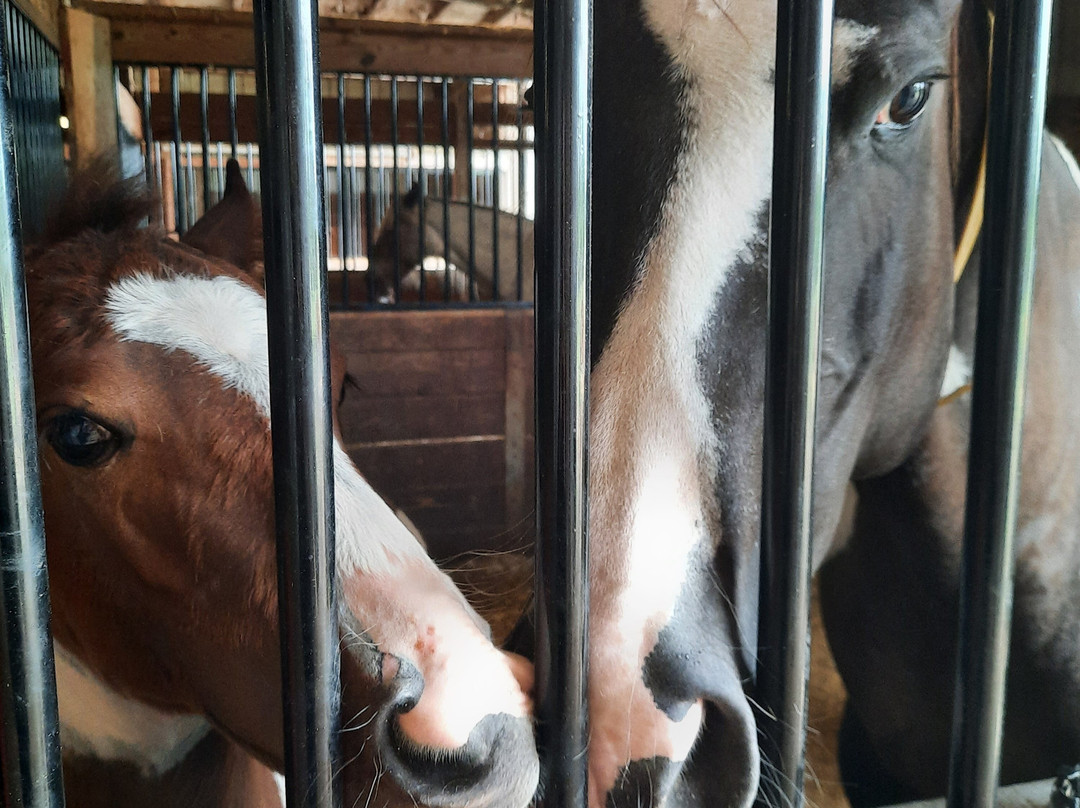 Southern Cross Ranch主图