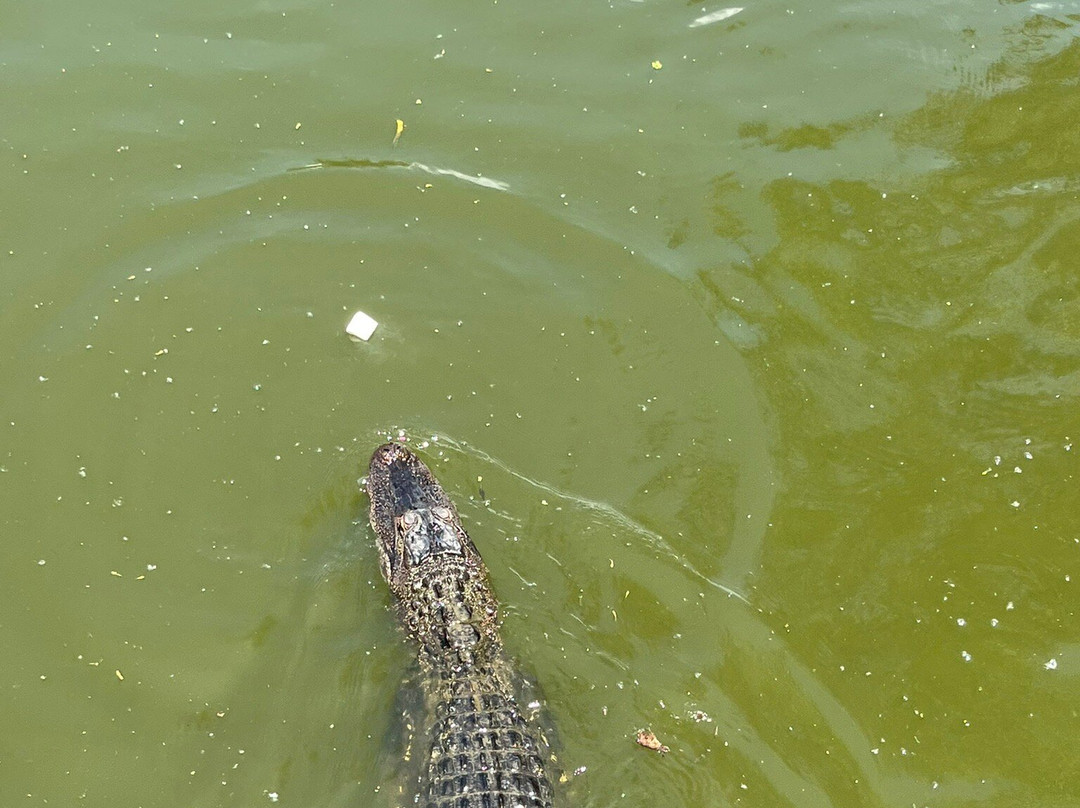 Zam's Bayou Swamp Tours景点图片