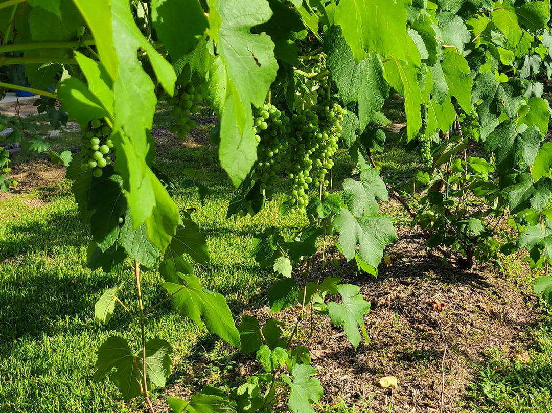 Junavelli Winery Llc-Brewton必去景点