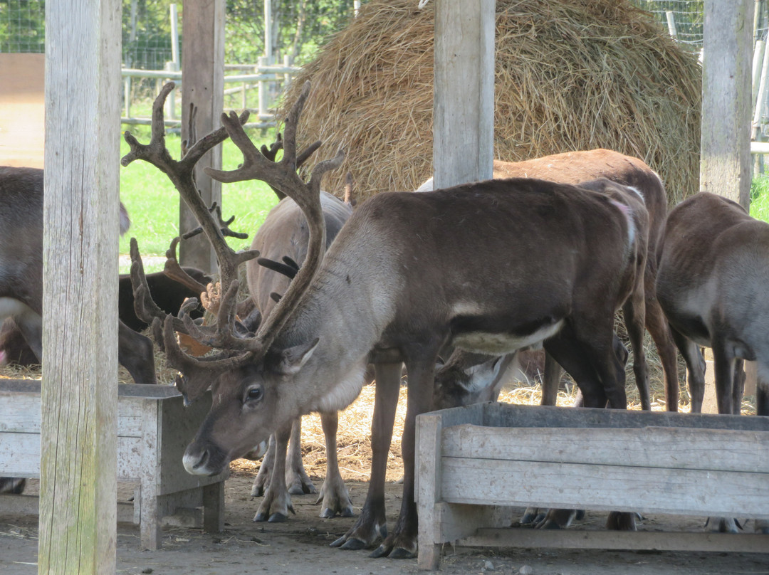 Reindeer Ranch-幌延町必去景点