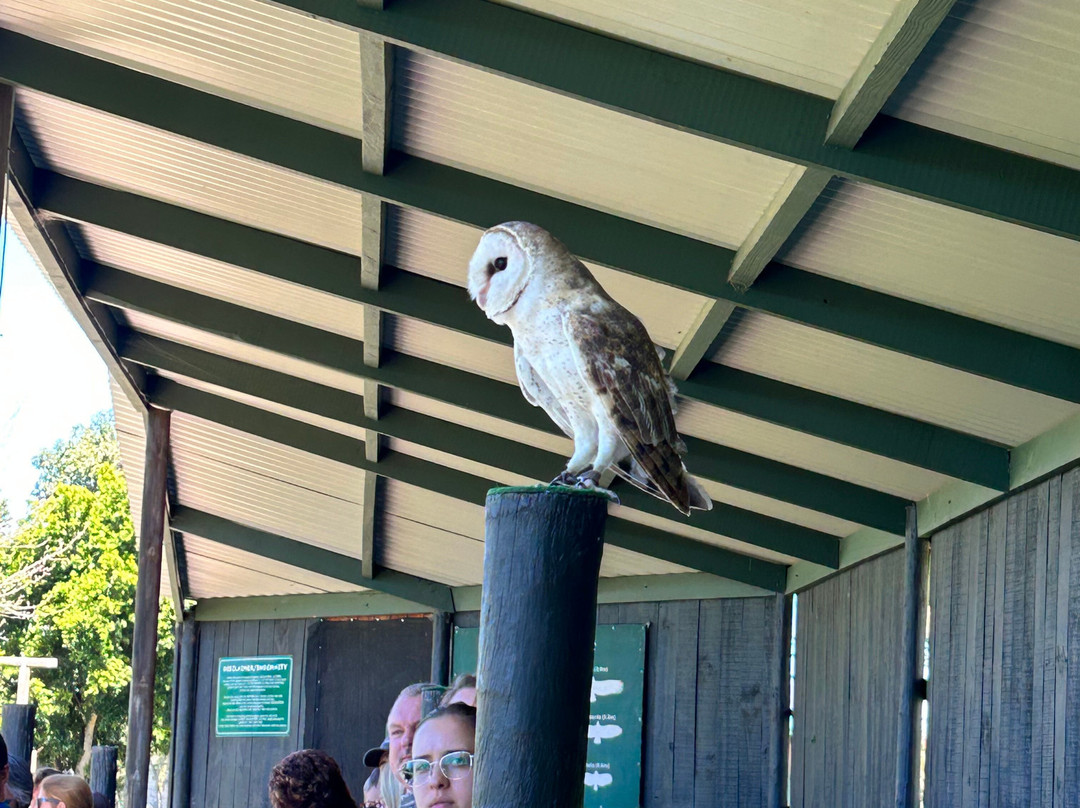 Eagle Encounters @Spier Wine Farm-斯泰伦博斯必去景点