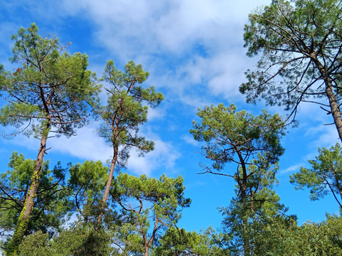 Forêt domaniale des Pays-de-Monts-Saint-Hilaire-de-Riez必去景点